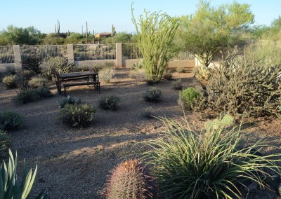 Desert garden