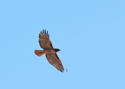 Red-tailed hawk in the sky