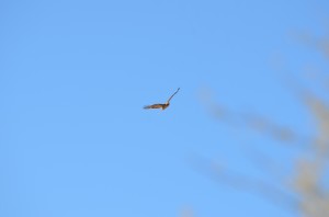Flying Red-tailed hawk